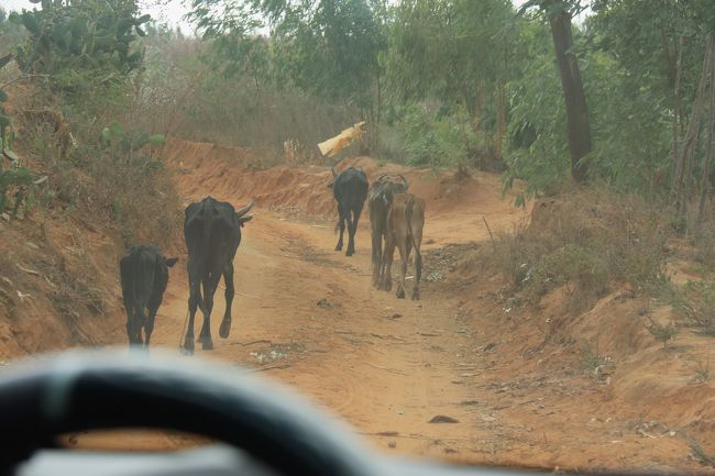 レッドツインギーに向かっています。<br />この様な悪路が延々と続くのですが、それに加えて車の前に牛を連れて何処へ行くのか、ノロノロ運転も加わります。
