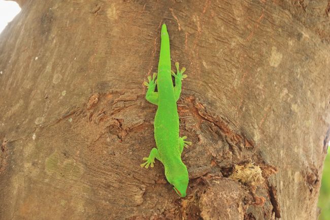 レストランの庭には綺麗なヤモリが。<br /><br />13：10　昼食後、灰色ツインギーに向かいます。