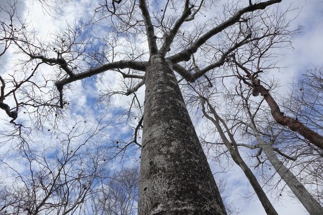 途中バオバブの木も見ることができます。