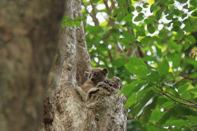 木にキツネザルが、カンムリキツネザルだそうです。
