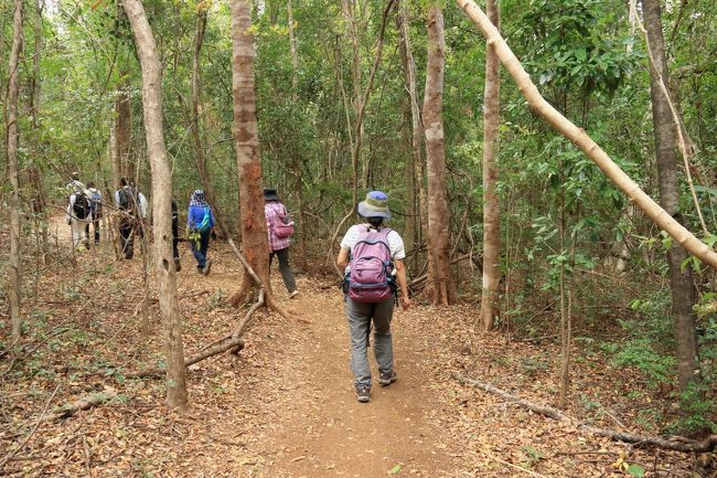 駐車場から片道約2.8km（分岐の案内ボードから約2.4km）、写真のような道を歩きます。往復約5.6kmのハイキングです。<br />アップダウンは多少ありましたが、問題ありません。<br />靴は歩きやすい靴であればOKですが、雨が降った場合は非常に汚れますので、汚れても良い靴を。