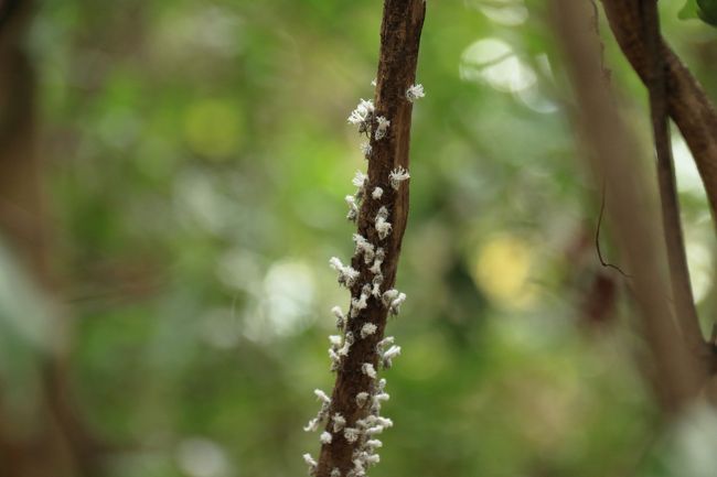 この白いのは虫だそうです。<br />オオベニハゴロモの幼虫です。