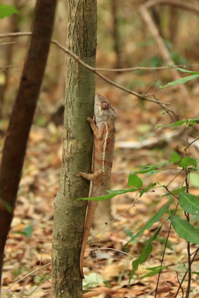 カメレオンです。