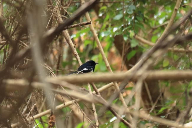 鳥も。名前不明です。