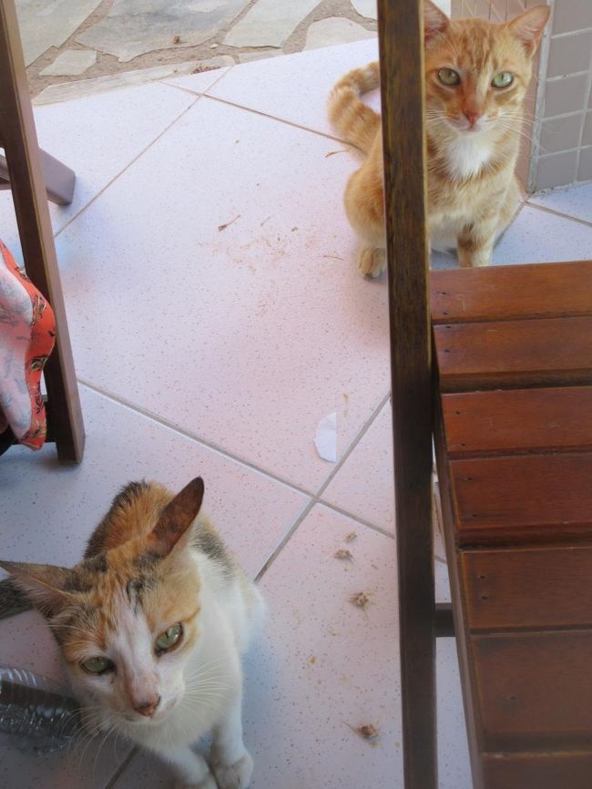 魚を食べ始めたらもう、くれくれとヤカマシイのなんの<br />　エビの頭や魚の骨をあげたけど、本命は身らしい<br /><br />ドラードのモケッカとピラォン・ド・ペイシェを食べた<br />　マンジョッカのフリットとトマトサラダも付いてた<br /><br />