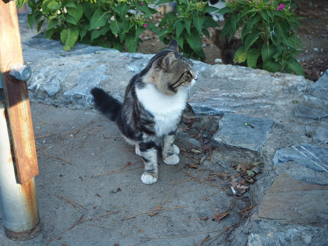 遺跡の入り口に早速猫が！<br /><br /><br />今回の旅行は猫を撮りにきたと言っても過言はないかも。期待通りです！