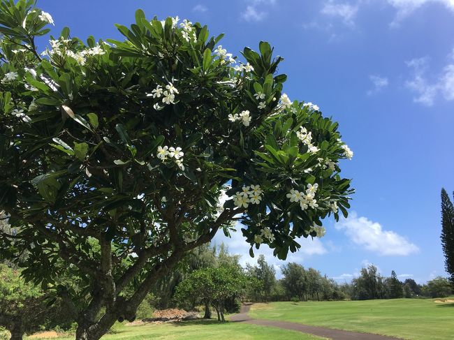 プルメリアもキレイ。<br />でも、陽射しキツイです。