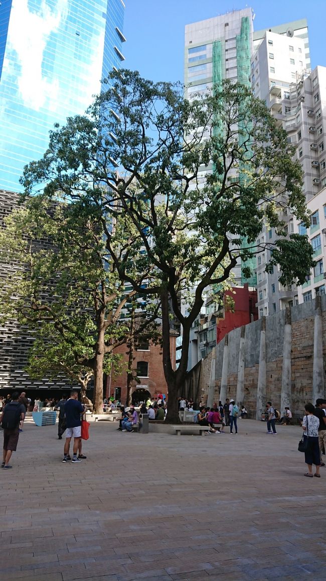 台風でもこの大樹は無事だったのですね。<br />