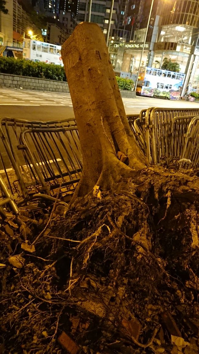 山竹の爪跡を見つつ。