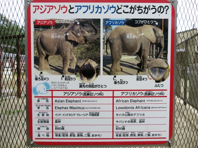 赤ちゃんゾウきっかけに市原ぞうの国ついに初訪問 2 ぞうの国のゾウ特集その1 ヒルトップのゾウたちと見応えたっぷりのぞう さんショー2回分 ショー広場に行き来するゾウ隊列 市原 千葉県 の旅行記 ブログ By まみさん フォートラベル