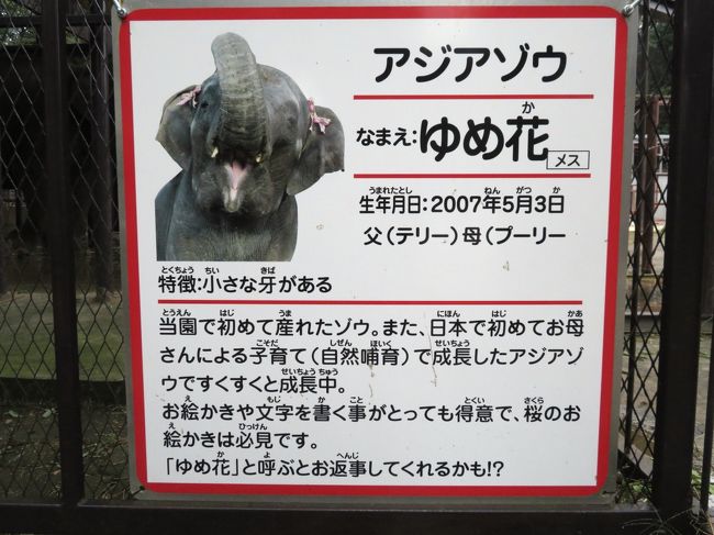 赤ちゃんゾウきっかけに市原ぞうの国ついに初訪問（２）ぞうの国のゾウ特集その１：ヒルトップのゾウたちと見応えたっぷりのぞうさん ショー２回分＆ショー広場に行き来するゾウ隊列』市原(千葉県)の旅行記・ブログ by まみさん【フォートラベル】