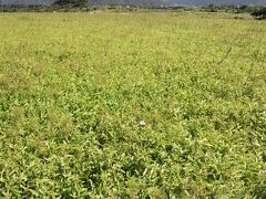 12:05
ここにコスモスが咲いてるはずなんだけど
地元の人に聞いたら台風で潮水を浴びて終了した模様（T△T）
