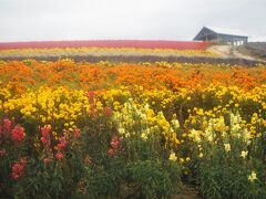 次は「かんのファーム」へ。
いつ来ても見事な花畑です。
ここでカメラの調子が悪くなって、霧がかかったような写真になってしまいました。なんでだろう？