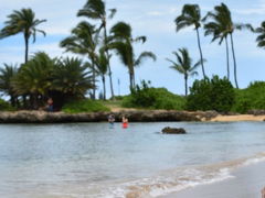 ハレイワ アリイ ビーチ パーク。
上陸しているウミガメさんは居なかったのですが、浅瀬に数匹のカメが、えさを食べている姿が見えました。