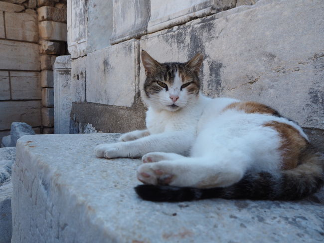 猫いるとつい撮ってしまう。