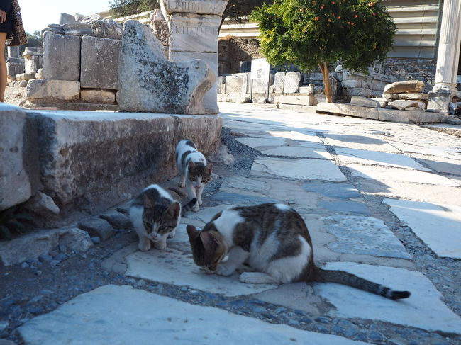 子猫3兄弟。可愛い。