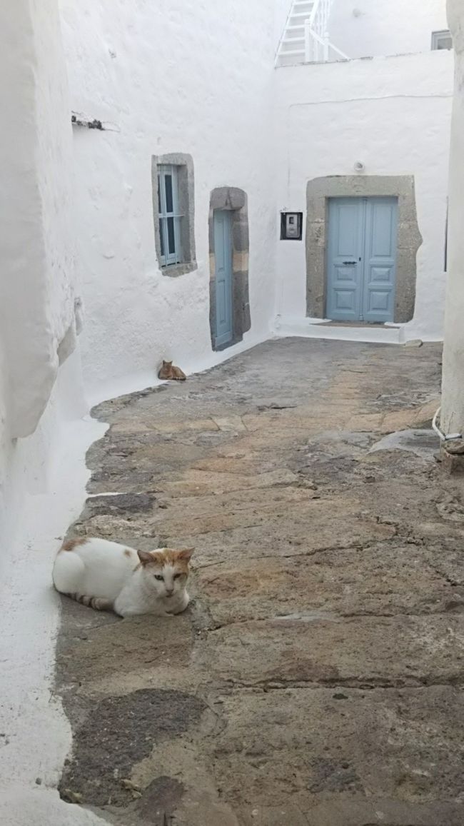 ところで英語圏の方々も猫写真を撮っていました。猫ブームは日本だけではないのですね！