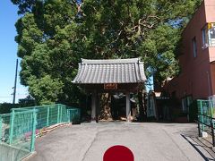  犬山城主池田信輝により創建されたという専念寺にやってきました。立派なクスノキがあります。