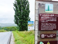 【ケンとメリーの木】

昭和47年のコマーシャル、思い出しますね！
ケンとメリーがここを走らす流線ラインの「スカイライン」

･･･で当時、｢スカイライン」を買ってしまったぁ。