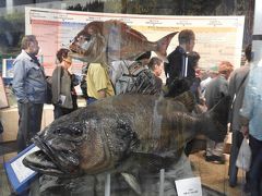 先ず訪れたのは、隠岐自然館。
隠岐で釣れた最大級の魚。
上がマダイ　大きさ９８㎝。重さ10キロ。
下がイシナギ　大きさ１６０㎝。重さ８０キロ。
