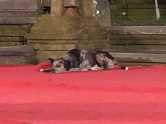 このワンちゃん。
ダンス始まる間際まで、寝てましたｗ