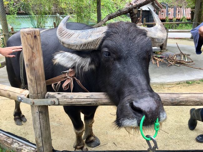 水牛のてっちゃん（おそらく）