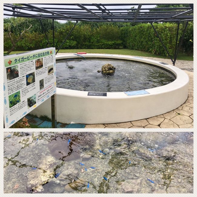 タッチプール<br />ここは平和です