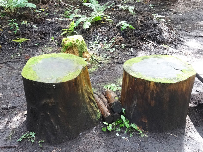 切り株の苔もいい感じです。