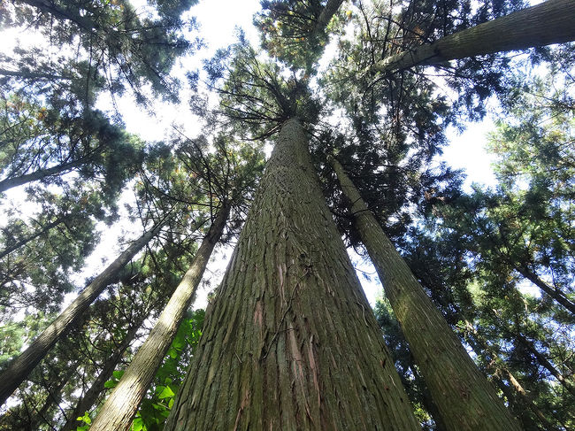 下から見上げても雄大です。風にしなって少し揺れています。<br />南国の杉と違って成長が遅いので、100年でもこのくらいなんだそうです。