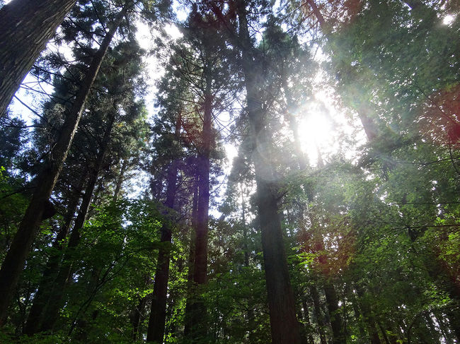 杉に囲まれて木漏れ日も綺麗です。<br />杉というと花粉症のイメージで嫌な人もいるかも。ここでは美しいですが。