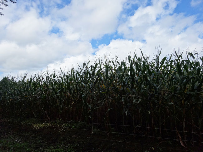 これは家畜用のとうもろこし。人にはまずくて食べられないそうです。<br />葉や茎も一緒に粉砕して牛などに与えるそうです。<br /><br />小岩井農場ならではの森林ツアーは、雄大な自然に触れられて気分も心地よくなりました(^^)/　お奨めです。