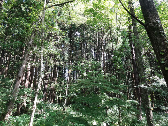 何度か車から降りて、雄大な森の中に入ります。<br />農場のイメージとだいぶ違いますね。