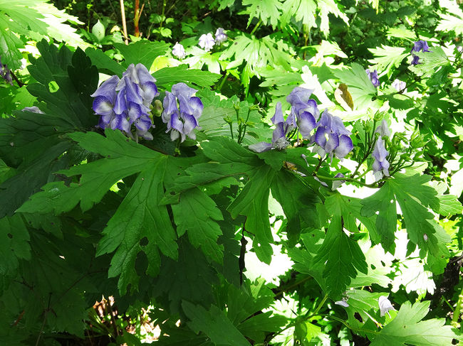 これはトリカブト！<br />ガイドさんが、必要になった方はこっそり連絡ください、なんて言ってましたww