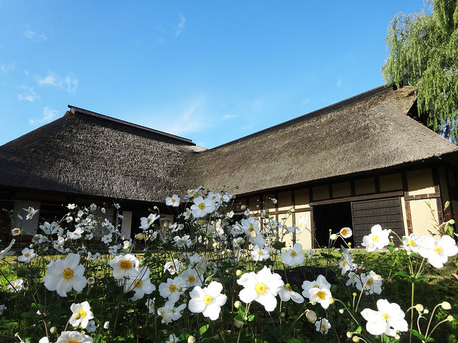 「南曲り部家」<br />盛岡地域に古くから伝わるという住居を移築したもので、昔、馬が農耕馬として使われると家族同様の扱いをし、いつでも目が届くようににと、主屋と馬屋を棟続きにするようになったのが南部曲り家だそうです。