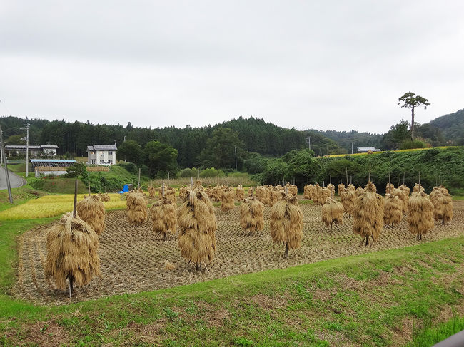 面白い稲の干し方ですね。関東では見かけないかも。