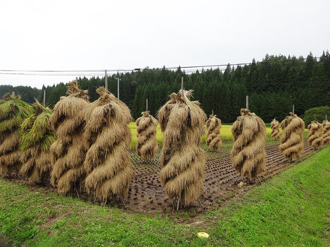 先を急ぎます…。<br />人は見かけず、稲穂ばかり…。