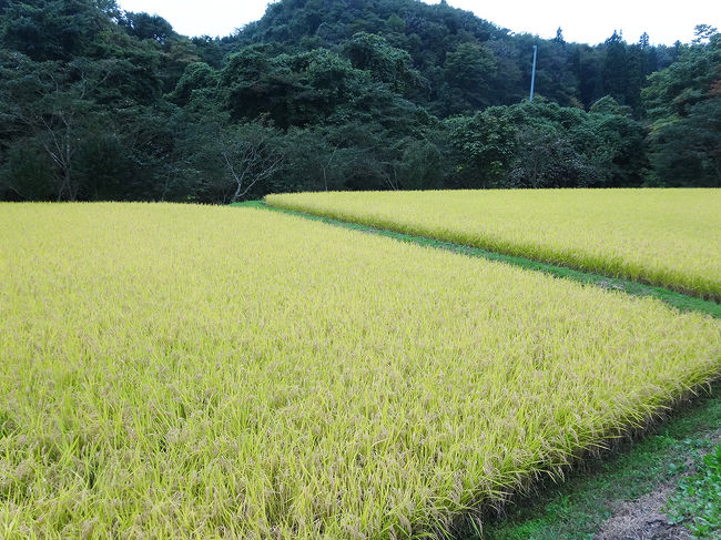 お茶の休憩をする暇もなく、ひたすら自転車を漕いで帰ります！<br />結構ハードでした…(*_*;