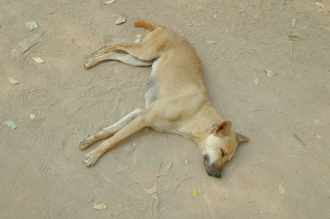 お疲れのようです。。。