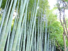 このお寺に伺ったのは竹林が綺麗と見たので…

鎌倉では竹林のあるお寺として報国寺が有名なようですが、駅から遠いので、今回はこちらを訪れました。