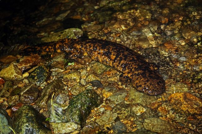 オオサンショウウオを探しに初秋の清流へ 丹波 兵庫 兵庫県 の旅行記 ブログ By Kemurさん フォートラベル