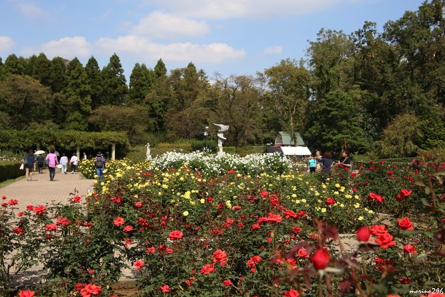18 秋のバラフェスタ 神代植物公園 調布 狛江 東京 の旅行記 ブログ By Morino296さん フォートラベル