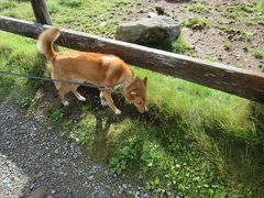 時刻は7:30
「塩くれ場」付近に到着
愛犬は牛さんの匂いに興味津々