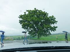 【セブンスターの木】

タバコのパッケージや、CMに登場したカシワの木。

あいにくの雨　･･･まっ、いっか！