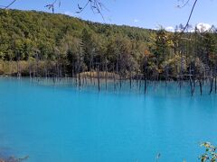 来ました！！美瑛の「青い池」

めっちゃ青い！！！