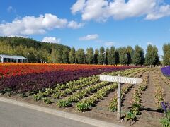 残ってる写真はあと、ここのファーム富田。
秋に来た事ないから、花咲いてるか心配だったけど、まだキレイに咲いてた！