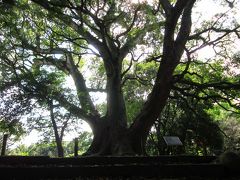 息を切らして石段を上がり切ったところに～、何と言う大迫力！、

これは凄い！、樹齢６００年を越す大楠が居座ってました。
これほど大きな楠を見たのは初めてです。


