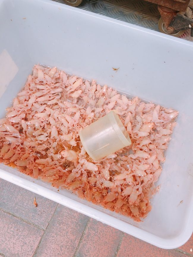 うげーっ！！<br />と、思いながらも一応撮ってみた、、<br /><br />カエルなのか？何なのか(>_<)<br />とにかく集結しすぎです。<br /><br />いろんな虫や爬虫類やらがひたすら陳列されている通り