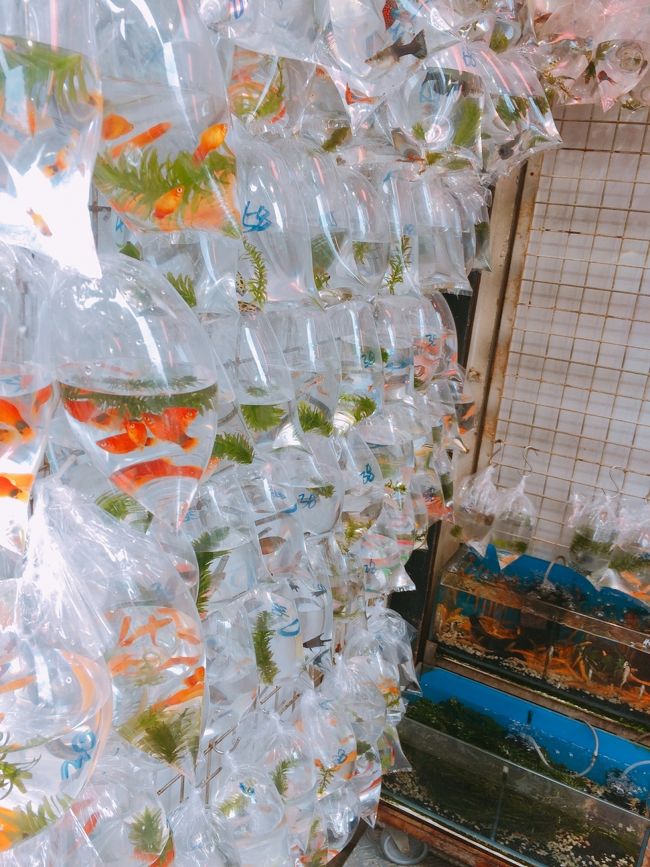 お腹を満たした後は少しだけ周辺散歩。<br />金魚街。陳列の仕方がすごい！<br />あまり直視できないぞーんが続きます。 