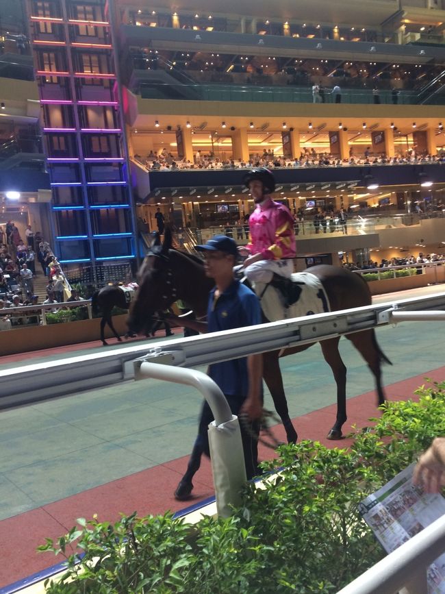 走る直前の馬を調整しているところも間近でみれる