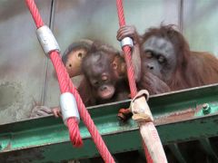 旭山動物園に初めて行って　
地元の上野動物園との違いに
驚き　Σ(ﾟДﾟ)

上野にいない　
オラウータン家族は　面白くて　
オチビが可愛かった!